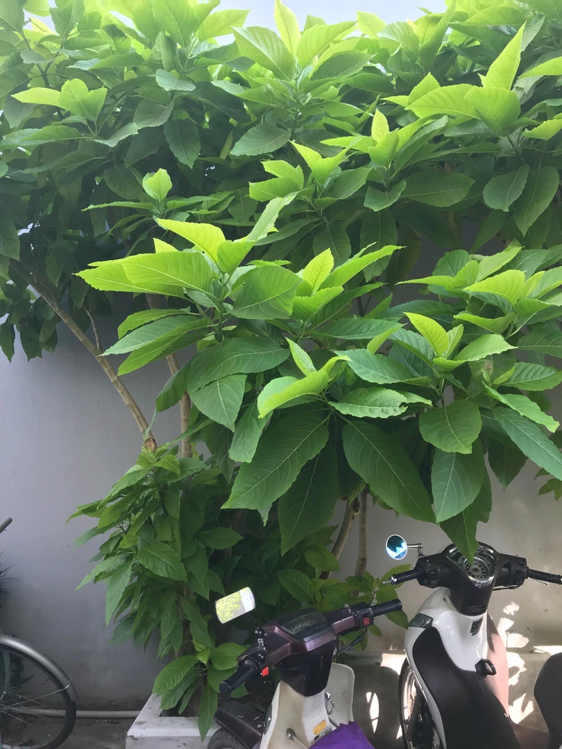 [GIÚP ĐỠ] Cây này là cây gì?