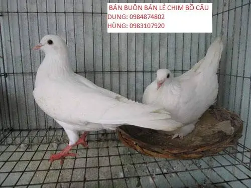 Cung cấp chim bồ câu thịt  tại Hà Nội