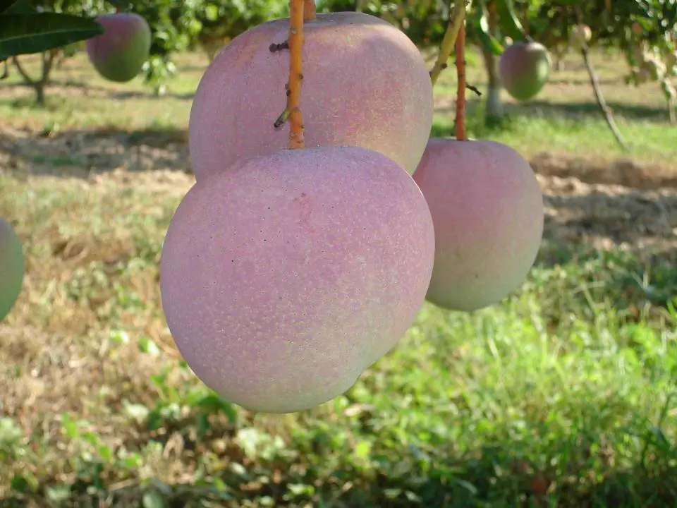 QUY TRÌNH KỸ THUẬT TRỒNG XOÀI ÚC R2E2