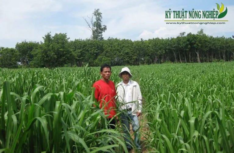 Kỹ thuật trồng cỏ nuôi bò