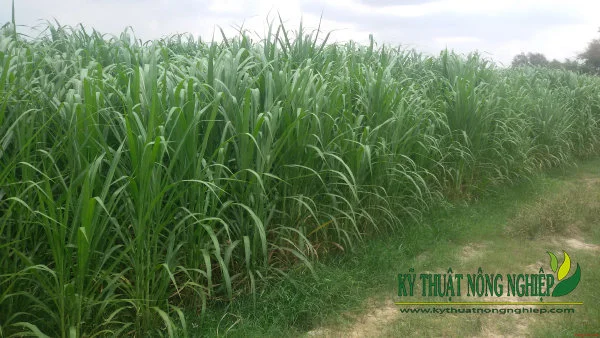 Kỹ thuật trồng cỏ nuôi bò