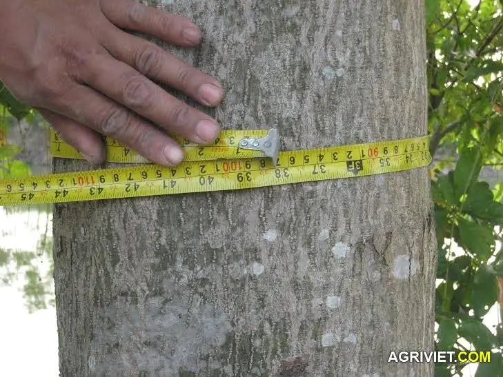(Video) Cây thiên ngân 4 năm tuổi vanh 97 ở Hà Nội