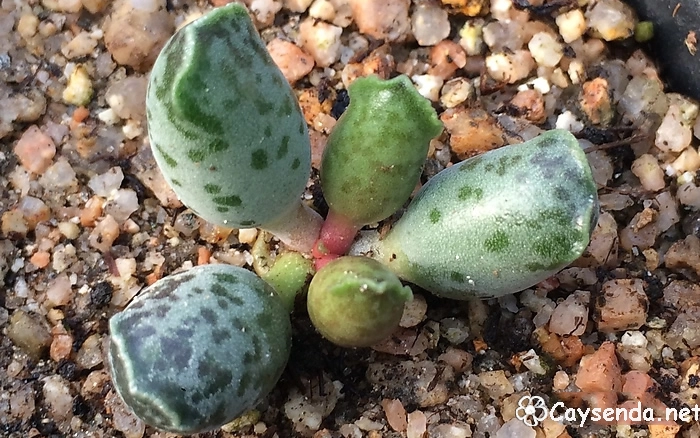Sen đá Adromischus 'Cooperi'