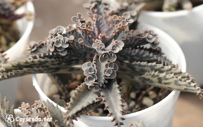 Sen đá "Chim cánh cụt"