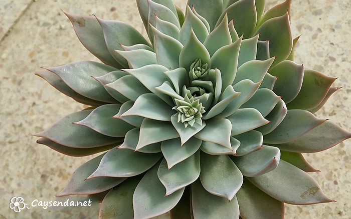 Sen đá Monchachado