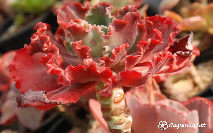 Sen đá "Nữ thần núi lửa"