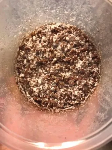 Kĩ thuật nuôi đông trùng hạ thảo tại nhà