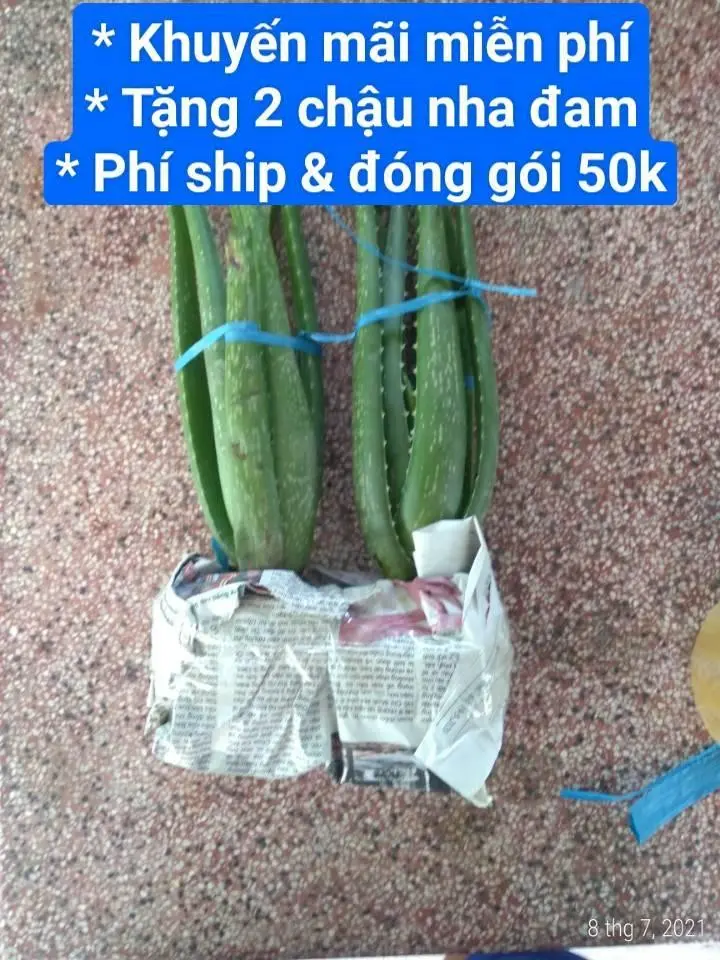 Mình muốn Tặng các bạn cặp chậu cây nha đam giống lá bự trồng thử .