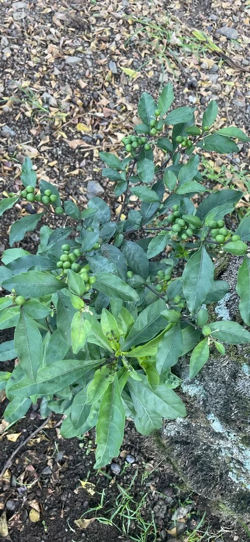 hỏi thăm mọi người tên cây này