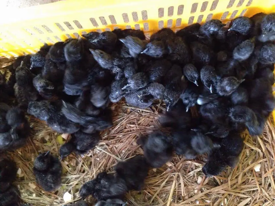 những chú gà H'Mông thái lan ra lò ...