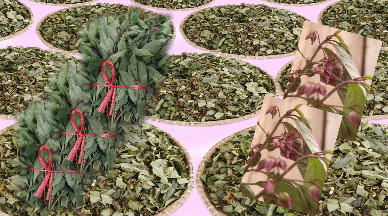 bán lá tắm bà đẻ ( lá tăm người  dao)