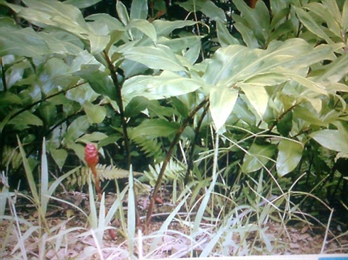 Phân biệt gừng núi, gừng gió và sẹ nánh