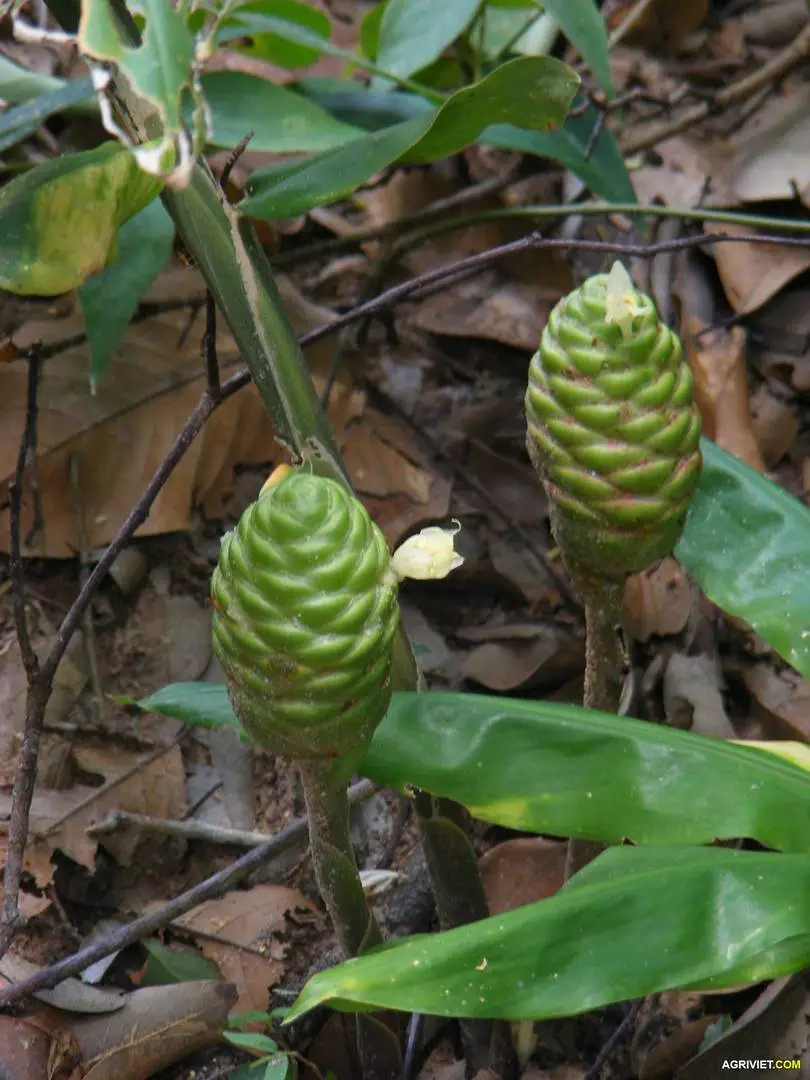Hỏi tên cây thuốc