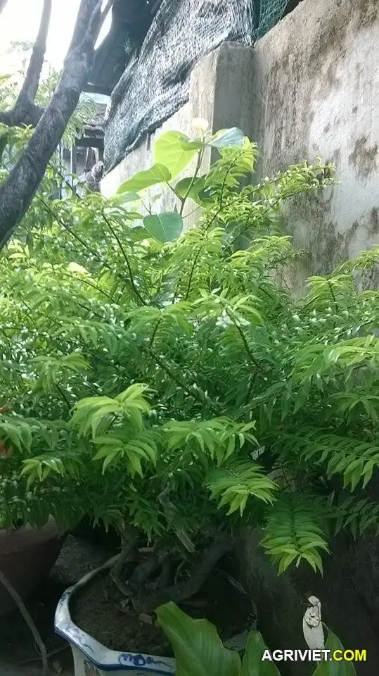 Cho Em Xin Tên Cây Này