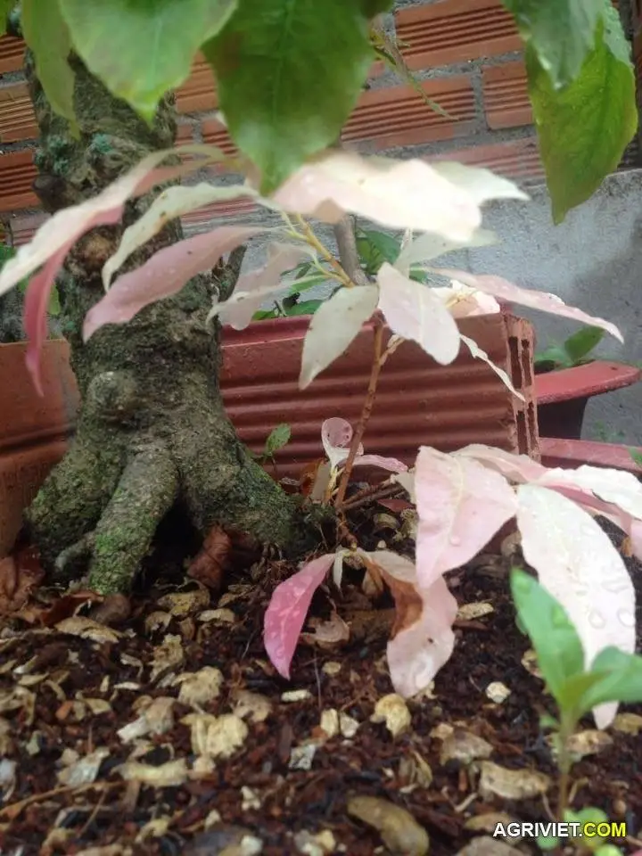 Cây mai bị đột biến nè các bác ơi