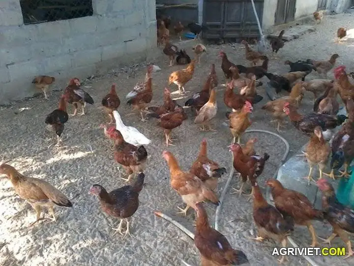 GÀ GẦN XUẤT CHUỒNG==>> ĐIỂM DANH AE NUÔI GÀ Ở HUẾ NÀO