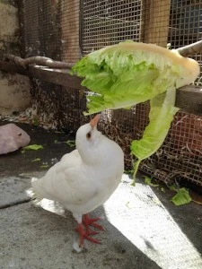 Chim Bồ câu ăn rau xanh