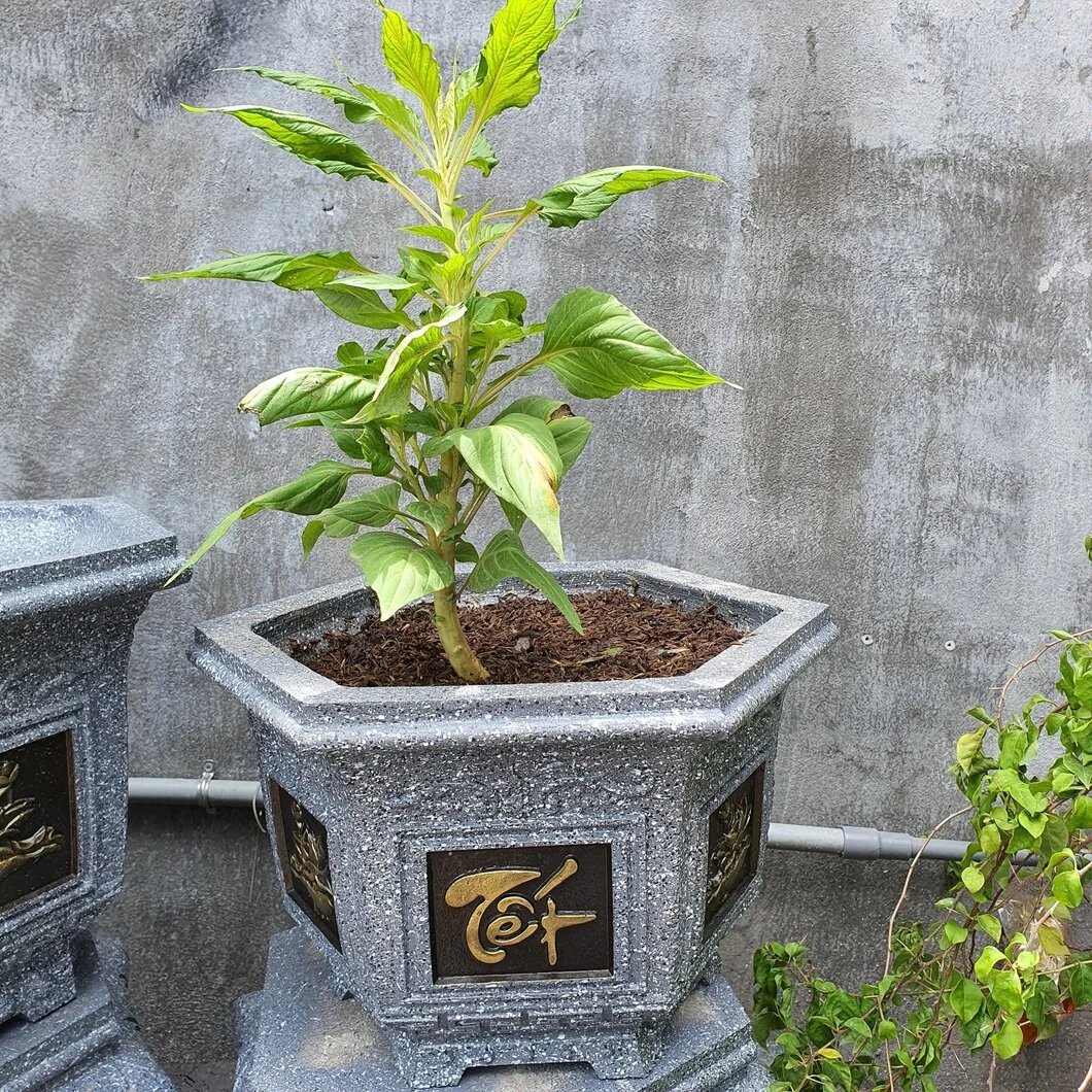 120230270_2677707449160301_3027677545535198087_o.jpg 120230270_2677707449160301_3027677545535198087_o.jpg