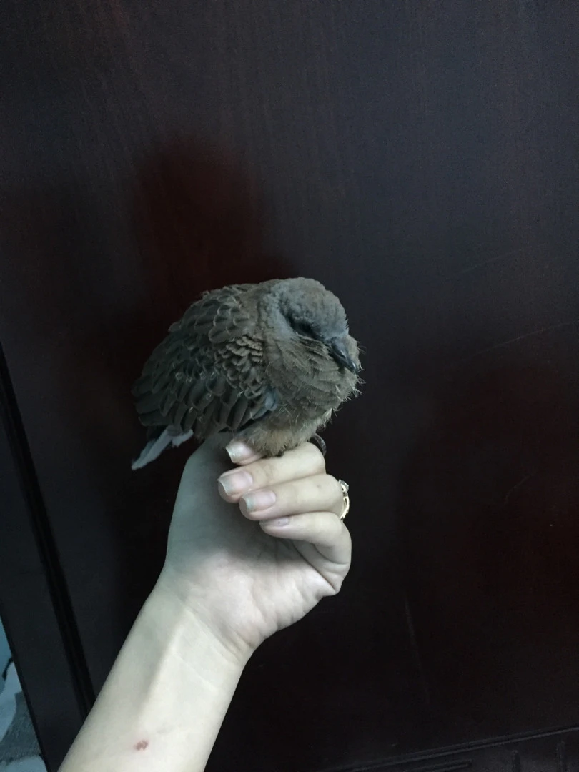 Các bác cho em hỏi này là chim gì ạ?