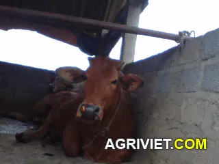 Khung bò này đã cho lai Brahman được chưa các bác?