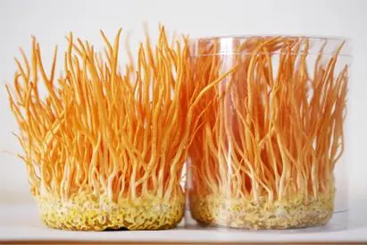 Thị trường nấm đông trùng hạ thảo