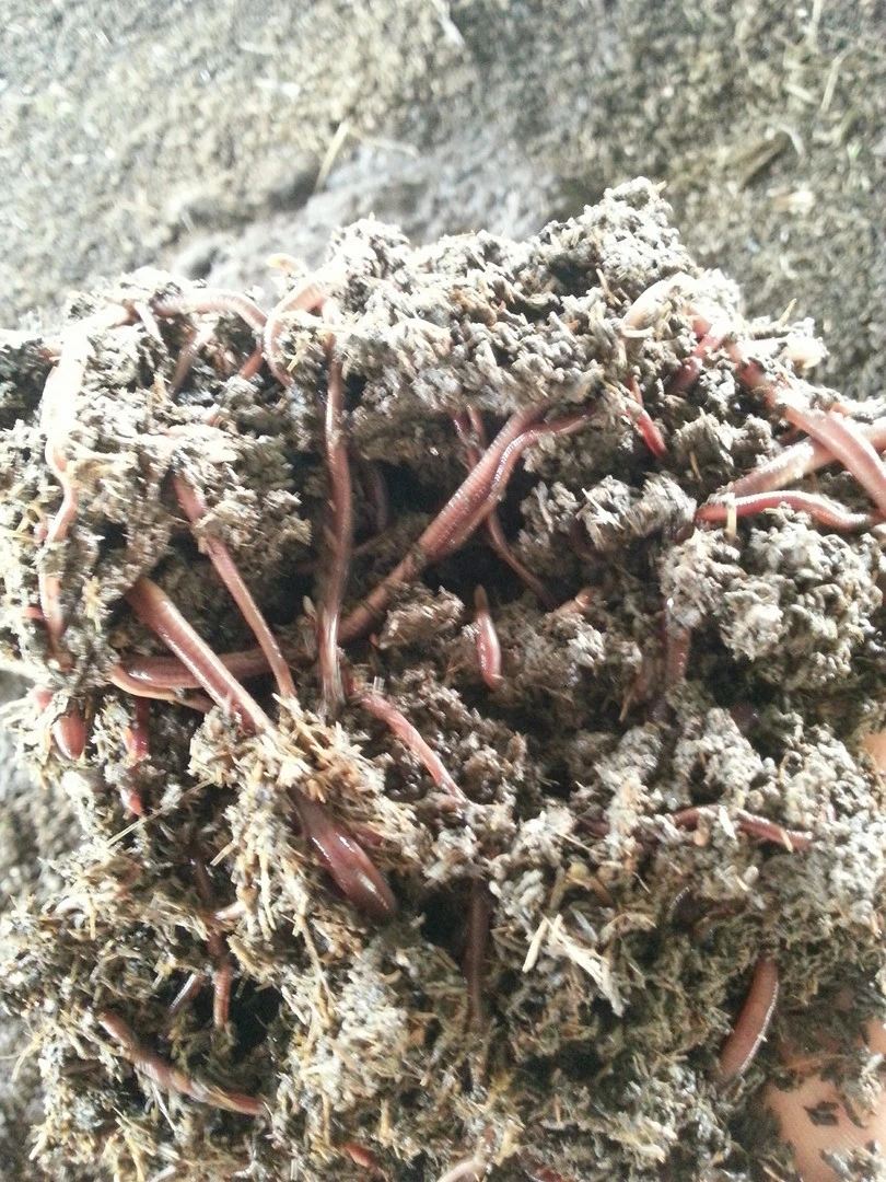 Chăn nuôi giun quế miền bắc .