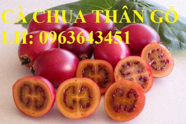 1487560337-ca-chua-than-go-tamarillo-co-gi-bo-duong-ma-gia-cao-ngat-nguong-1-trieu-dong-kg-3.webp