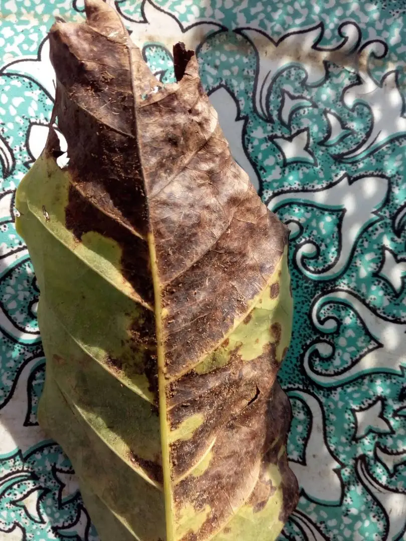 Nhờ giúp đỡ bệnh cây cafe