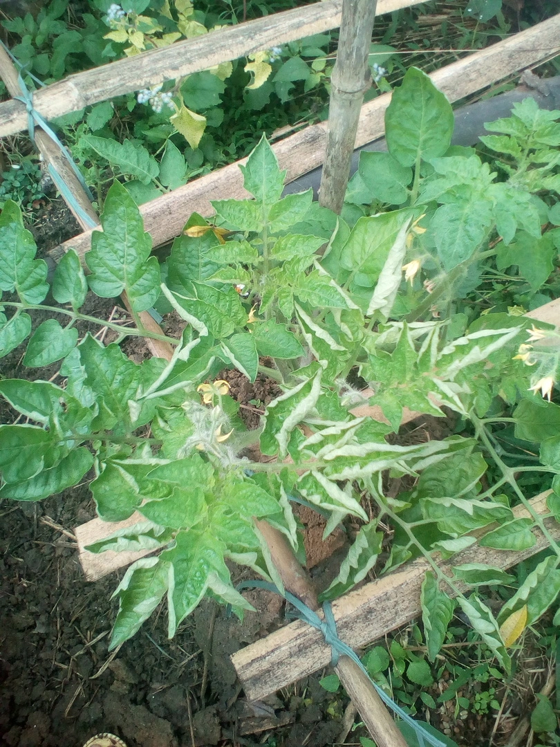 Hỏi kỹ thuật trồng cà chua