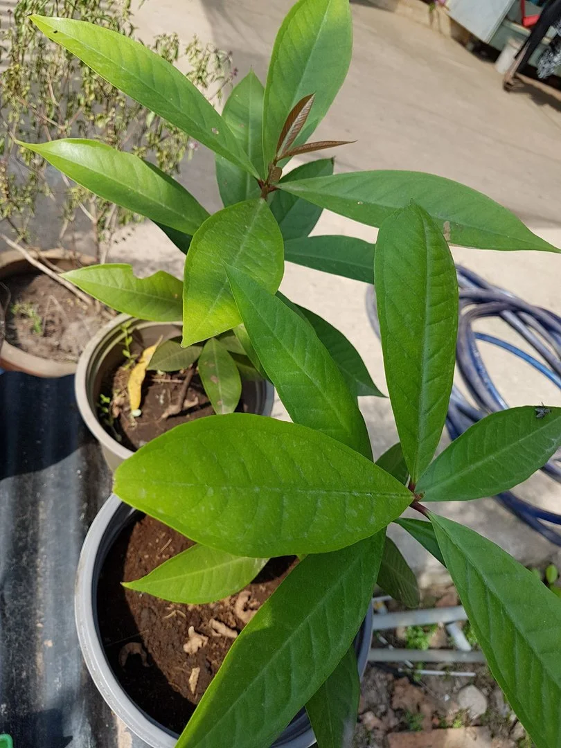 Cây này là cây gì ạ?