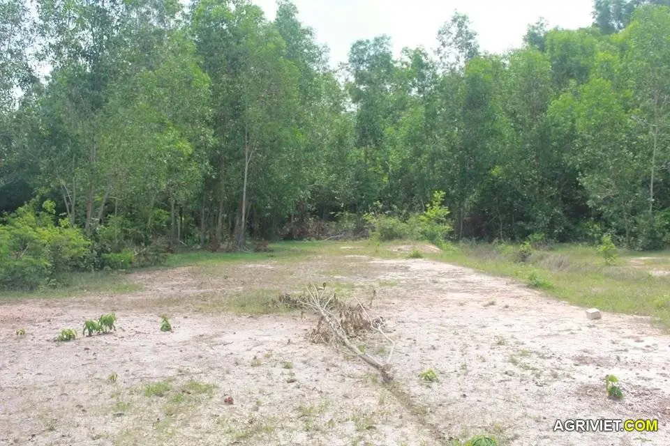 Trồng cao su ở nhơn trạch, đồng nai