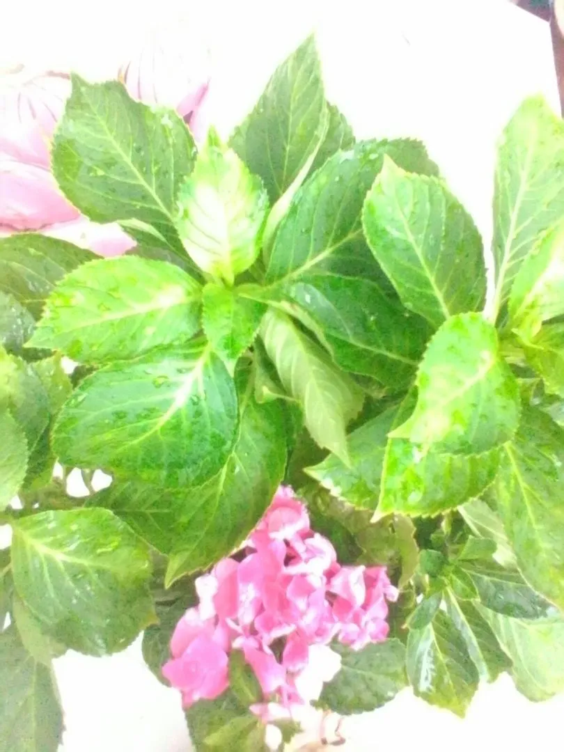 thảo luận về sinh vật cảnh