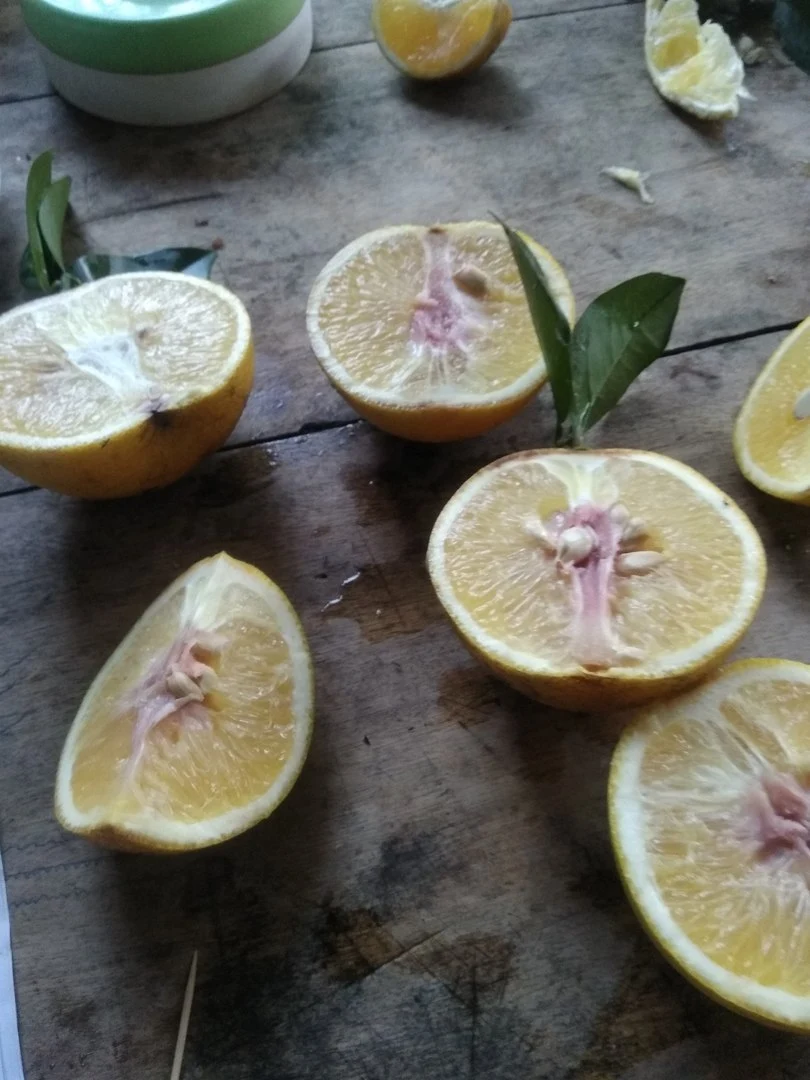 Nhờ các cao nhân bắt bệnh cây cam