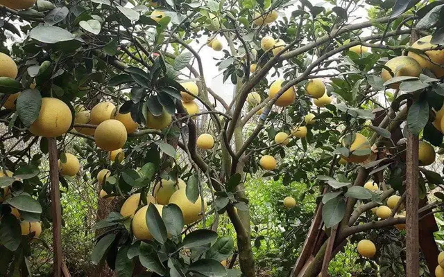 Bưởi Diễn được mùa nhưng lại lo về giá