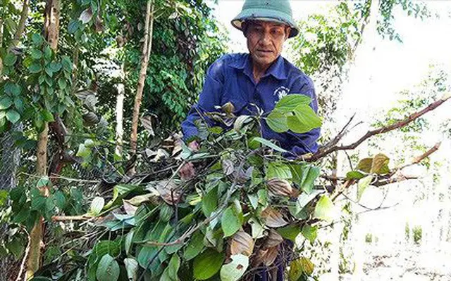 Tan giấc mộng tỷ phú vì hồ tiêu