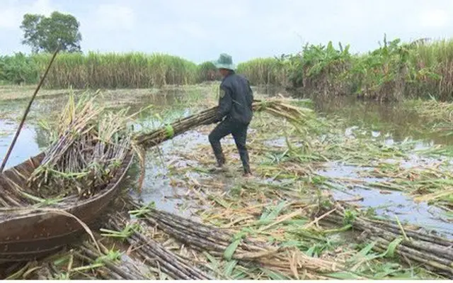 Đừng để nông dân tiếp tục những mùa mía đắng