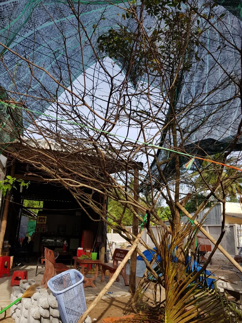 Học hỏi trồng mai vàng