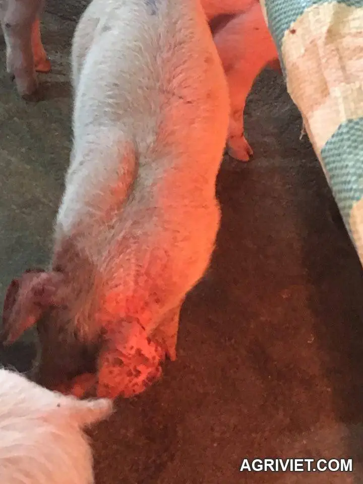 Nhờ giúp đỡ heo con bị bệnh