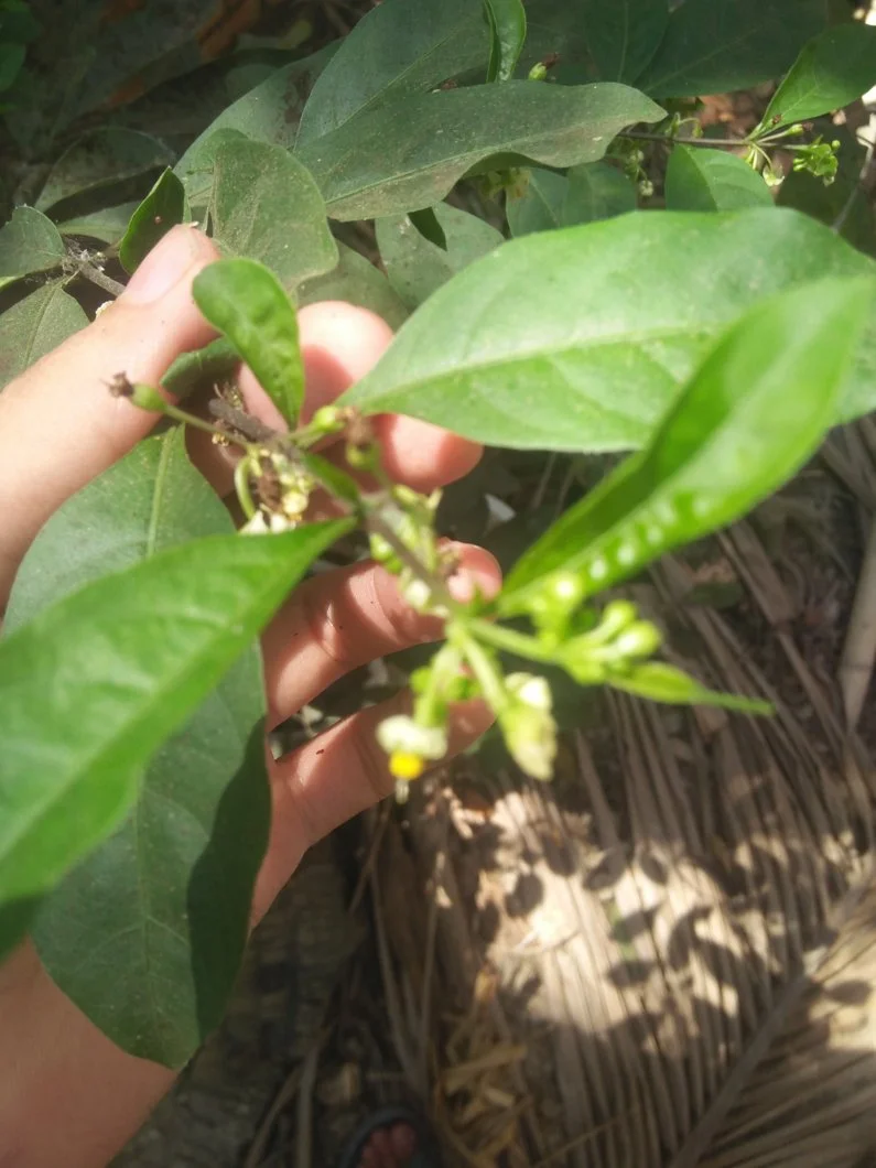 Cây không biết tên!