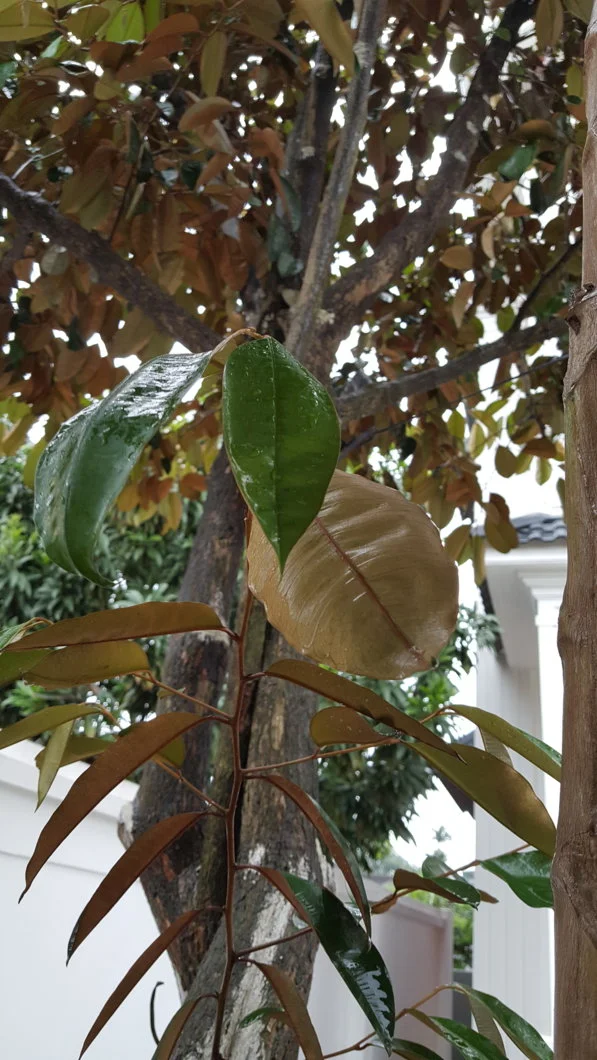 Lá cây vú sữa bị cong và xoăn