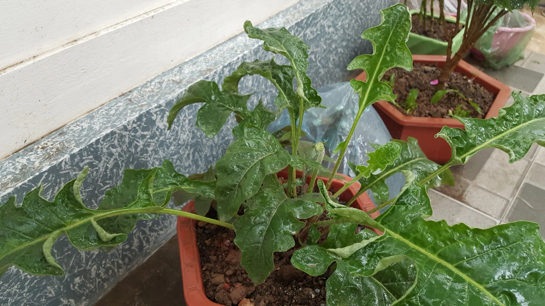 Cây hoa đồng tiền bị xoăn lá