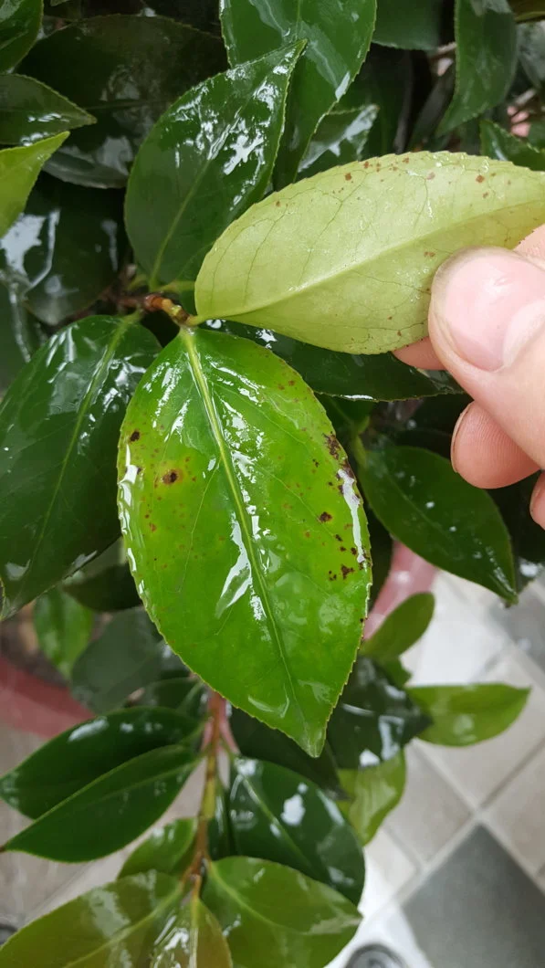 Cây trà my bị thán thư