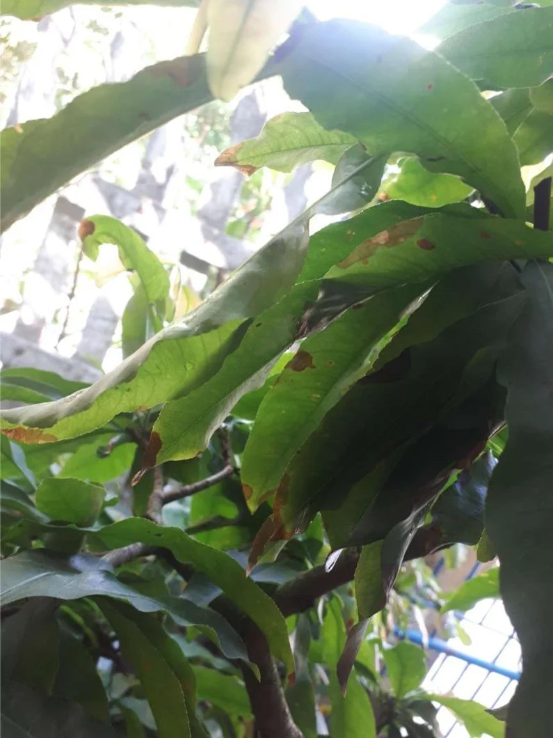 mai vàng bình định