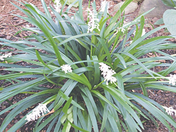 KỸ THUẬT TRỒNG VÀ CHĂM SÓC CÂY MẠCH MÔN