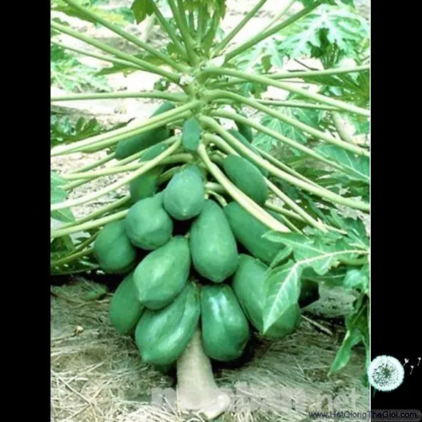 Phương pháp điều chỉnh độ cao của cây đu đủ