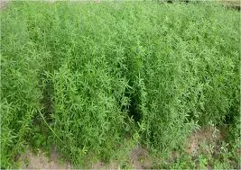 Kĩ thuật trồng một số loài cỏ cao sản