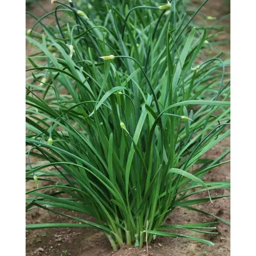 Kĩ thuật trồng hẹ