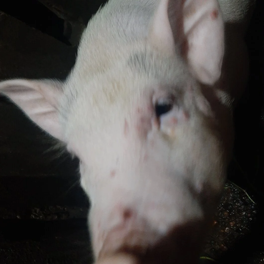 Cho e hỏi heo nhà bi vậy có phải bi muỗi cắn không ạ