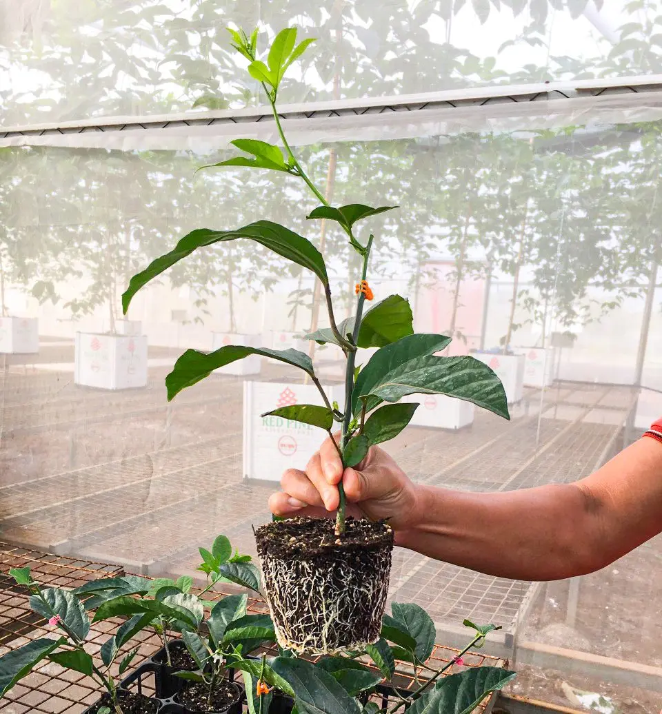 Chiều cao cây giống chanh dây RP8 cao 30cm. Ngọn ghép cao 5cm; Mắt ghép tiếp hợp tốt; Mầm chồi ghép cao 5cm