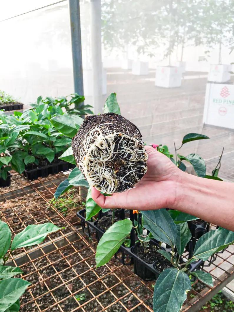 ộ rễ của chanh dây RP8 có độ phủ của rễ bằng 60-70% bầu giá thể